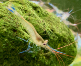 Set 20 x Blaufußgarnele - Caridina caerulea